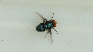 Mexico Screwworm