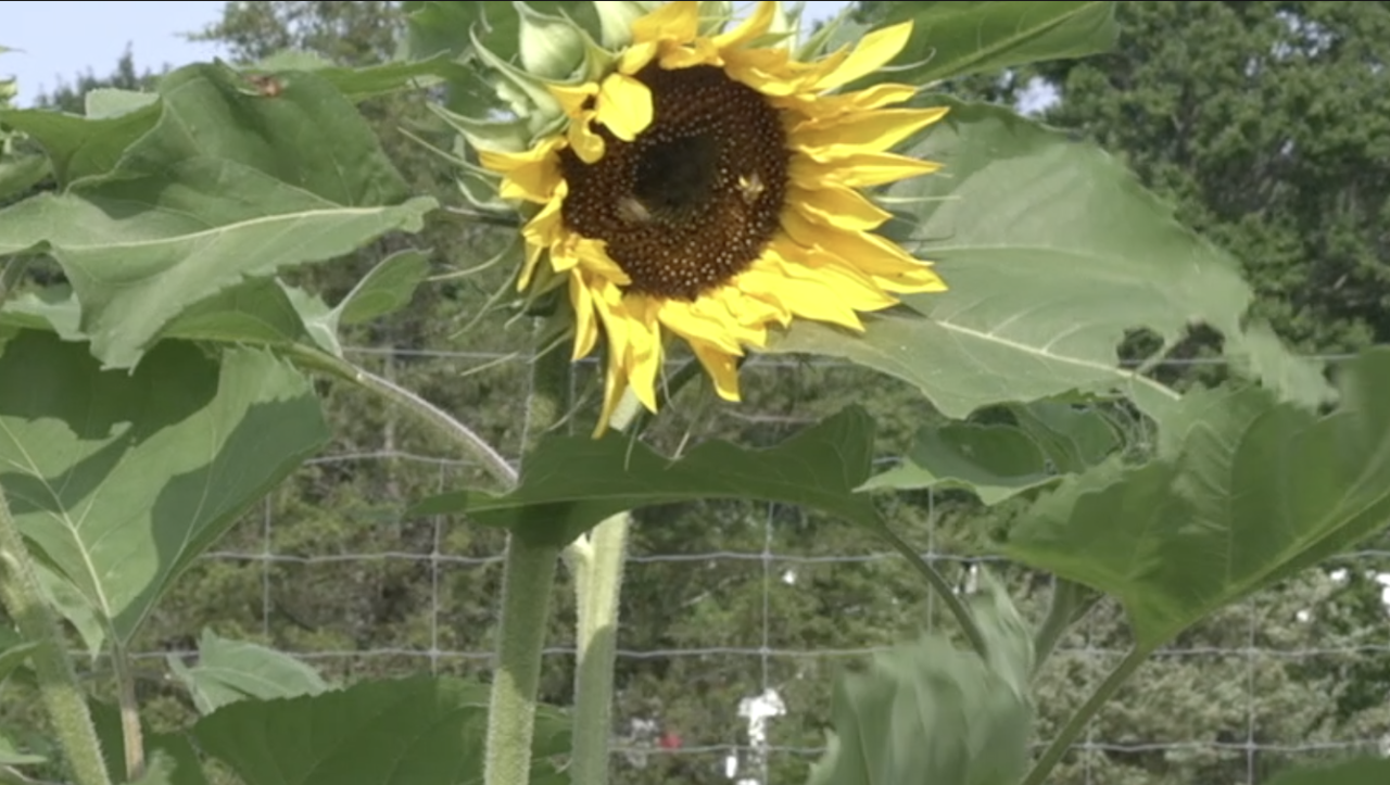 Jackson farming ordinance