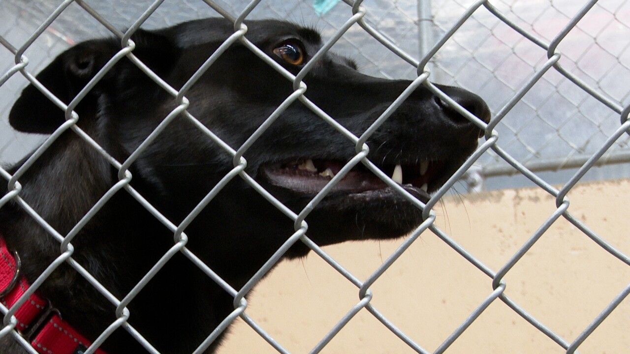 Allee at Lewis and Clark Humane Society