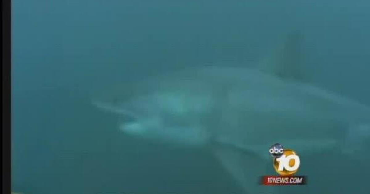 Great White Shark Spotted Off Catalina Island