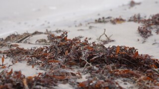 SARGASSUM PHOTO.jpg