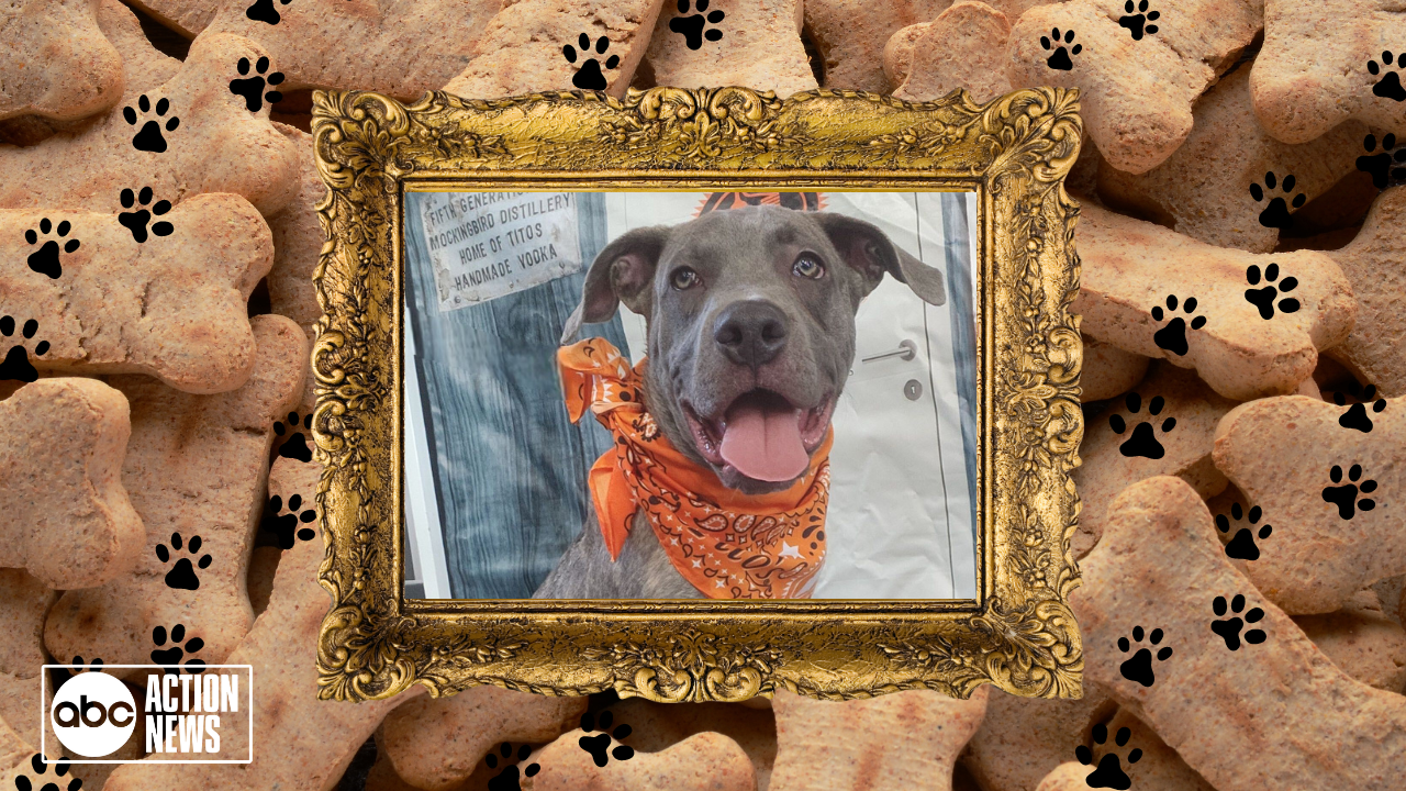 Rescues in Action: Memphis