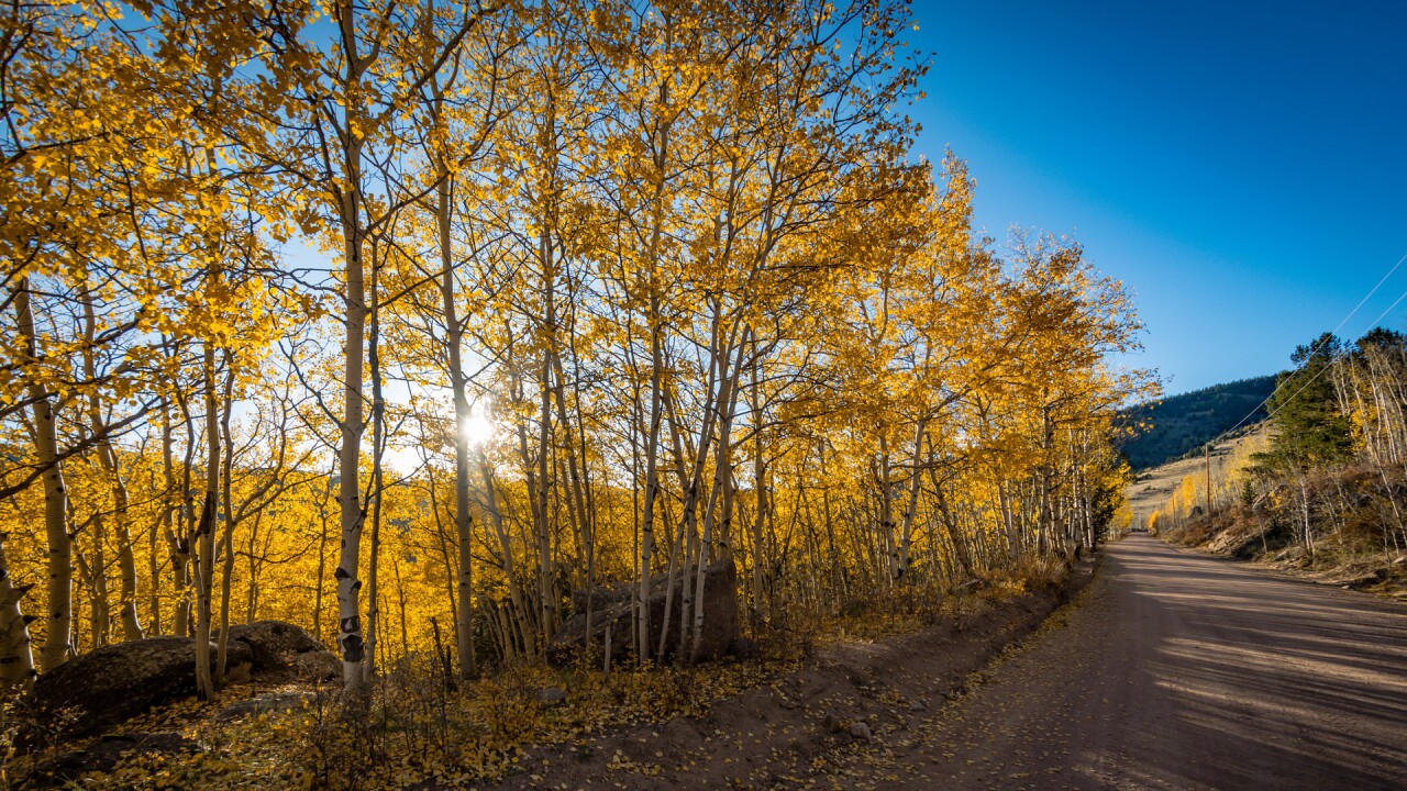 Gold Camp Road