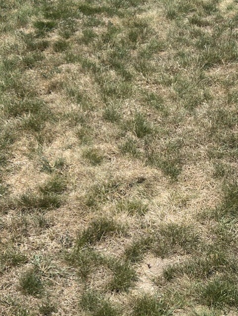 Brown Grass.jpg