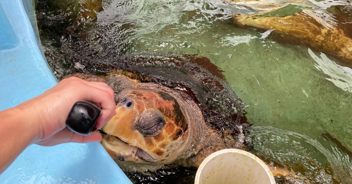 Conservationists in Florida's Panhandle fight to save aquatic wildlife - Vimarsana News