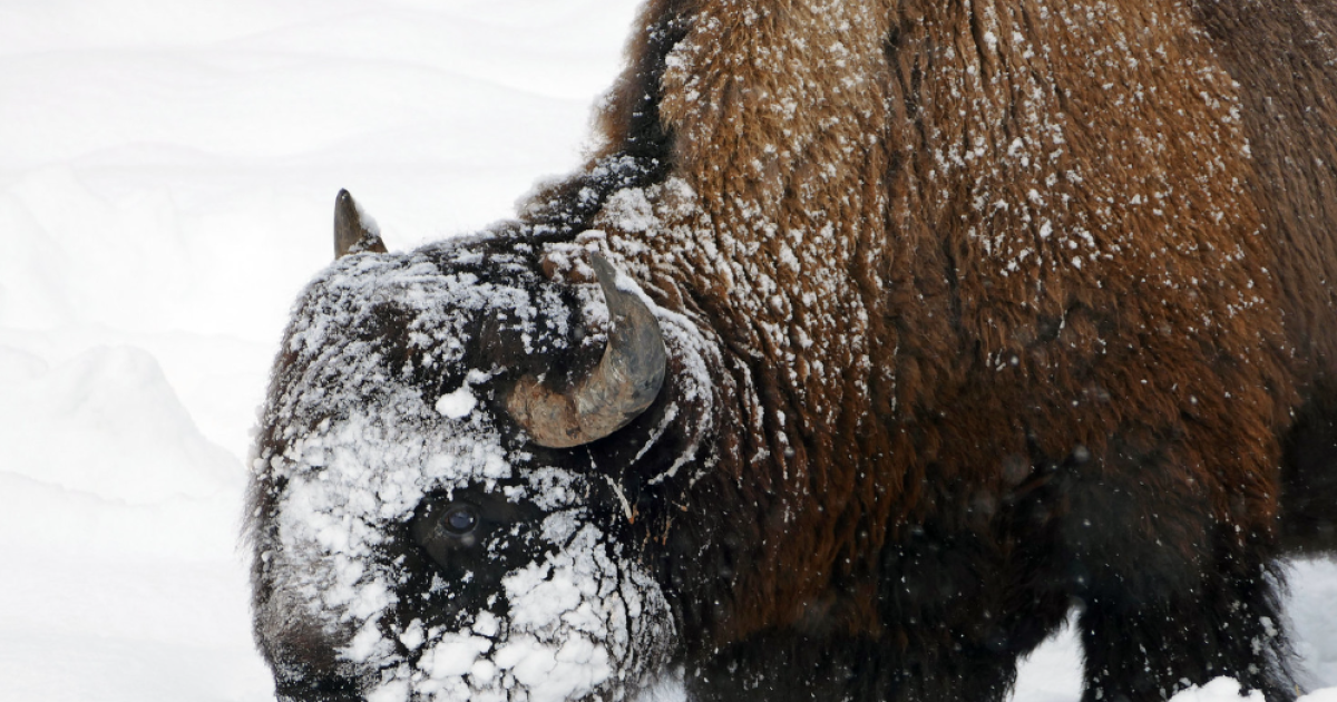 Bison management group discusses deadly winter for Yellowstone bison - Vimarsana News