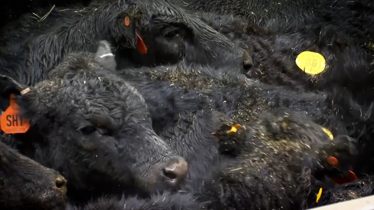 beef imports.jpg
