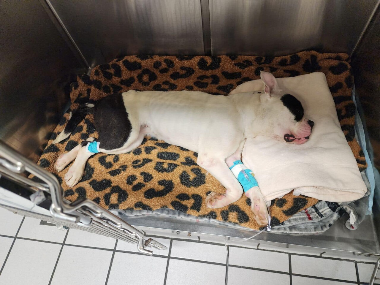 RACC Dead Dogs 4.jpg