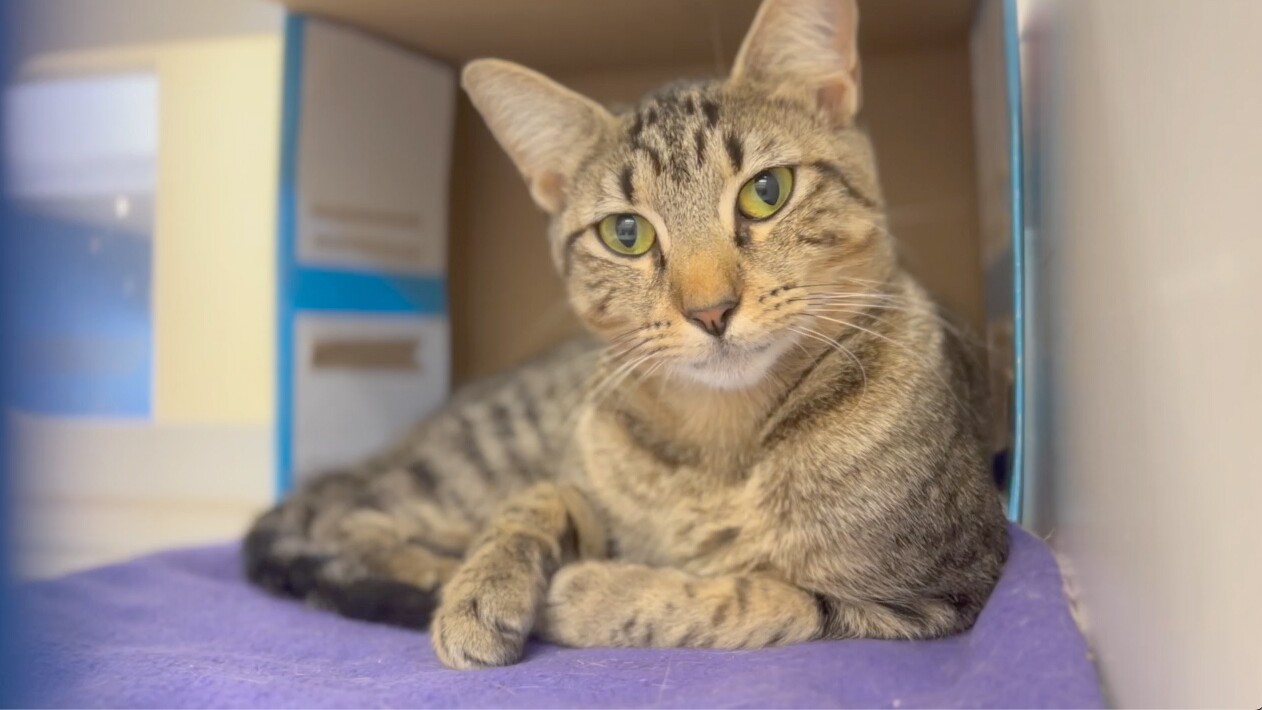 Cat at the Human Society of Vero Beach & Indian River County, July 31, 2023