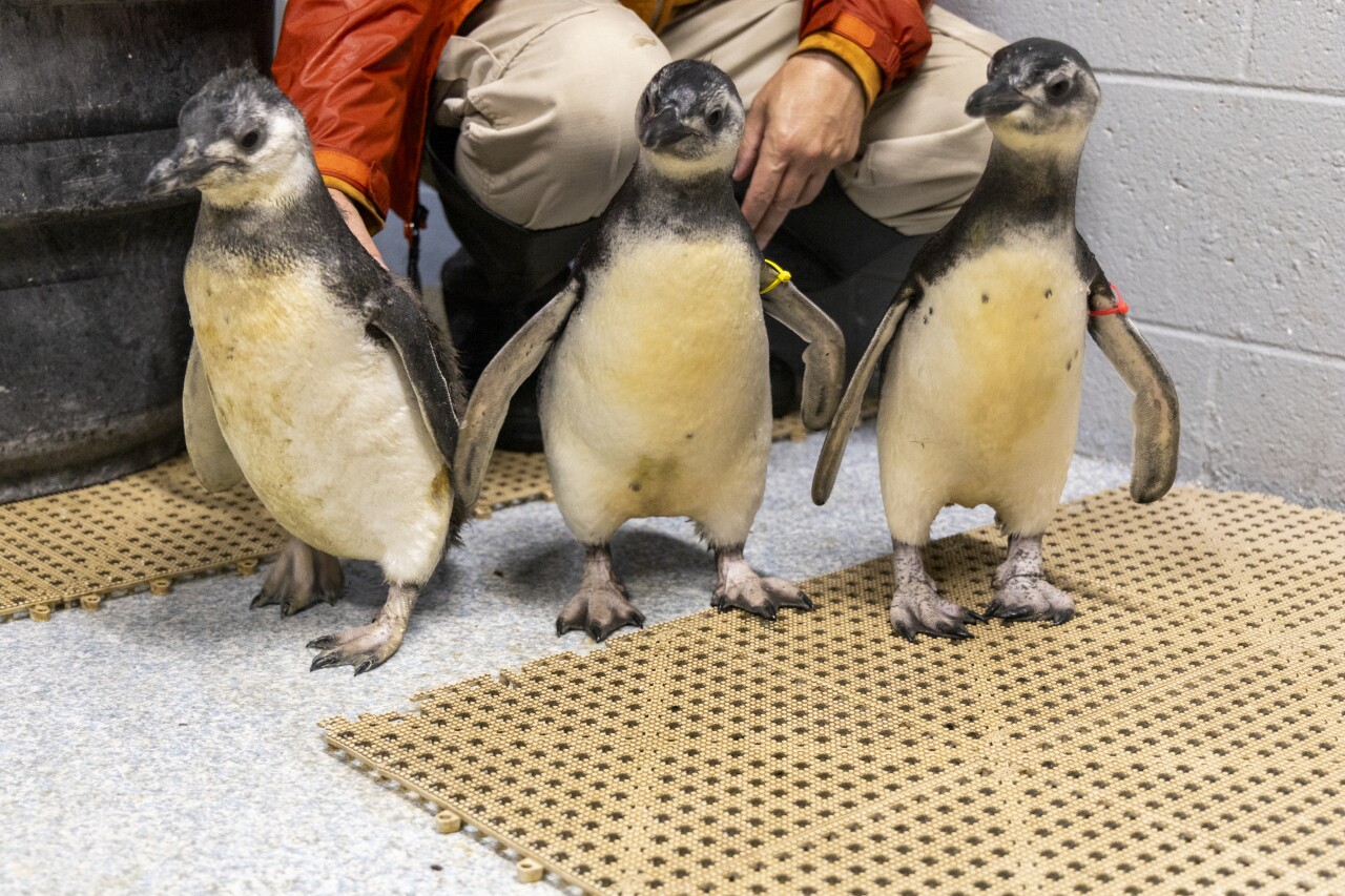 Penguins - Hatched May 2024