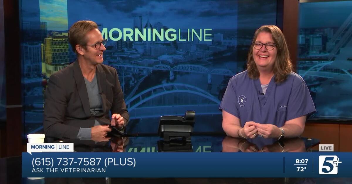 Do Indoor Cats Need Yearly Checkups do-indoor-cats-need-yearly-checkups