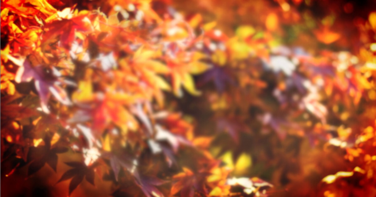 How will the worsening drought affect fall foliage?