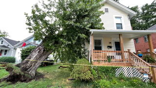 Tree on house fairfax