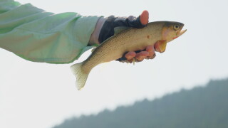 Cutthroat Trout