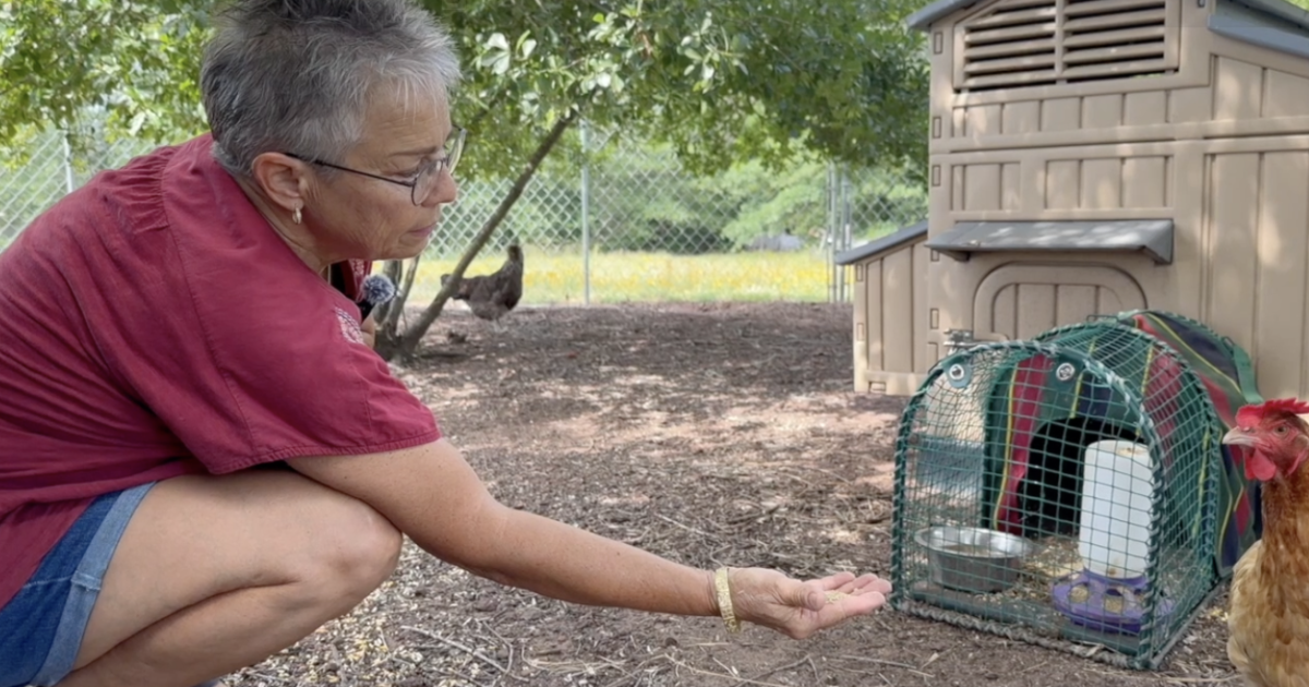 Stray dogs kill chickens, prompting call for action in Robertson County