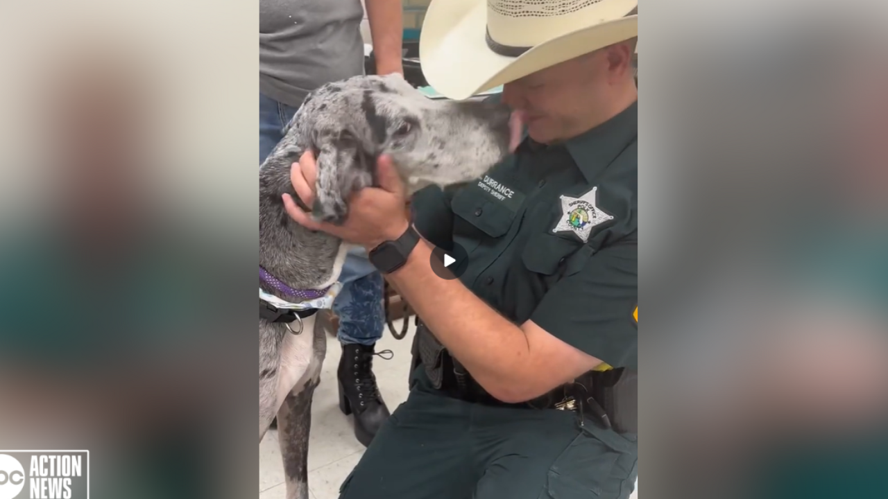 Http Rescued VIDEO: 2 dogs rescued from abusive owner ready to be adopted: Polk deputies