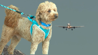 Dog abandoned at Las Vegas airport sparks legal questions about reclaim rights under Nevada law