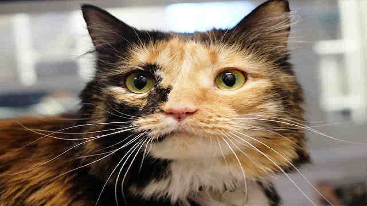 70 adorable cats up for adoption in Denver area