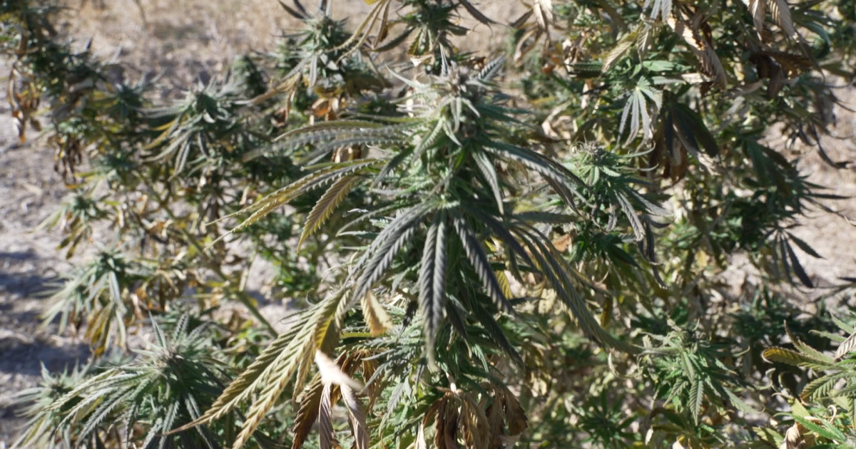 Uncertainty for Montana hemp industry after federal funding bill passage