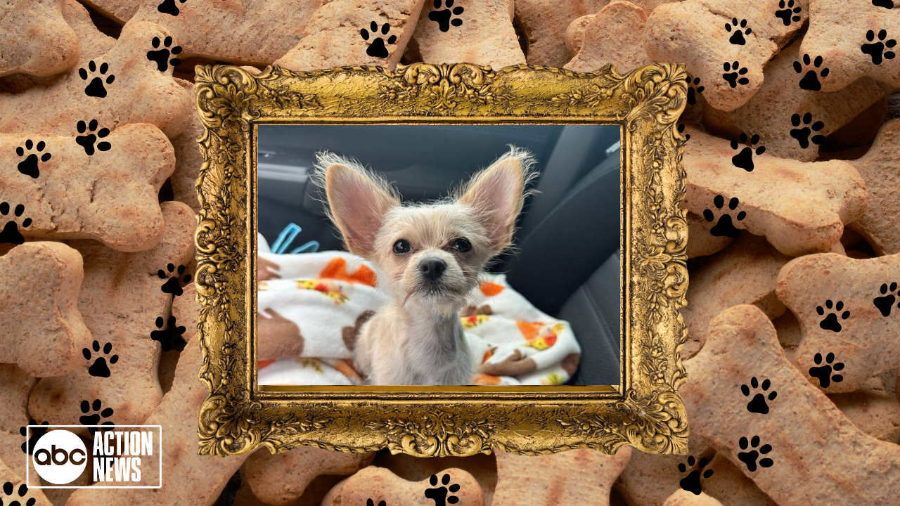 Rescues in Action Percy