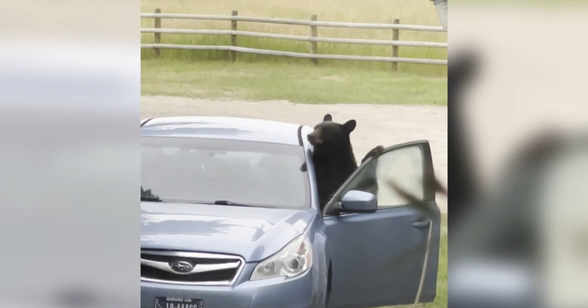 State wildlife officials to hold bear awareness meeting in Red Lodge - Vimarsana News