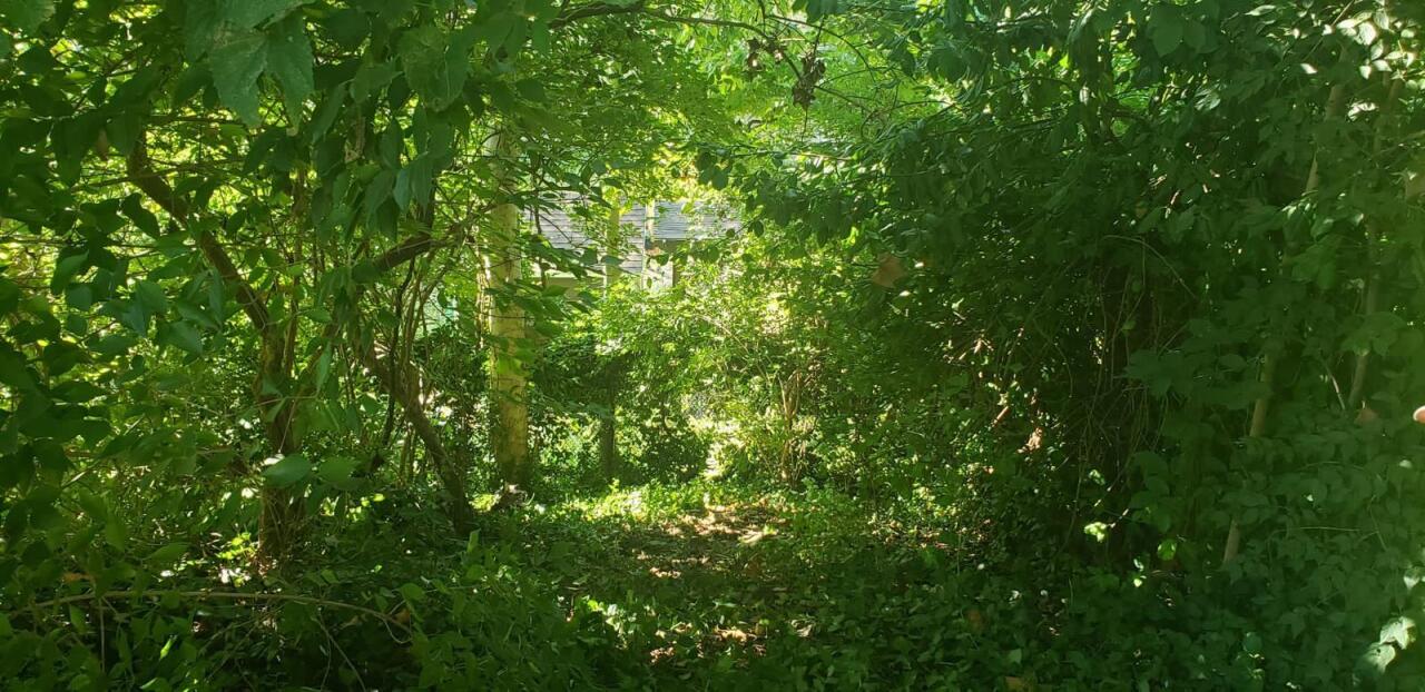 Henry Parker Found Backyard