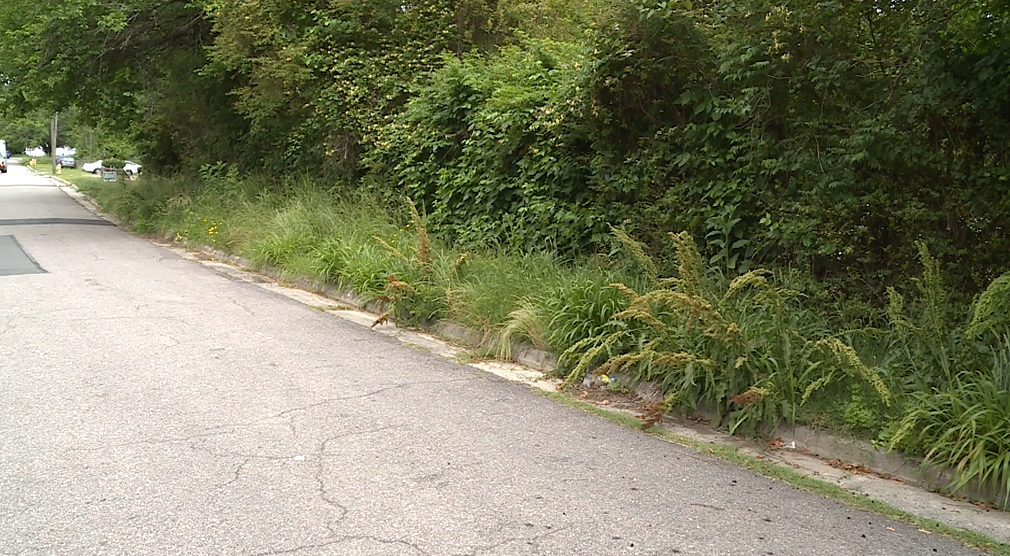 Overgrown grass in Petersburg