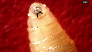 screwworm