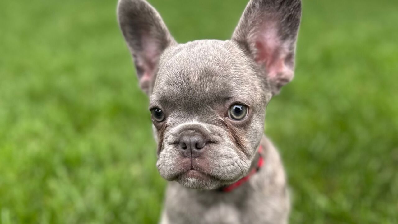 Zoey - Elkhorn.jpg 