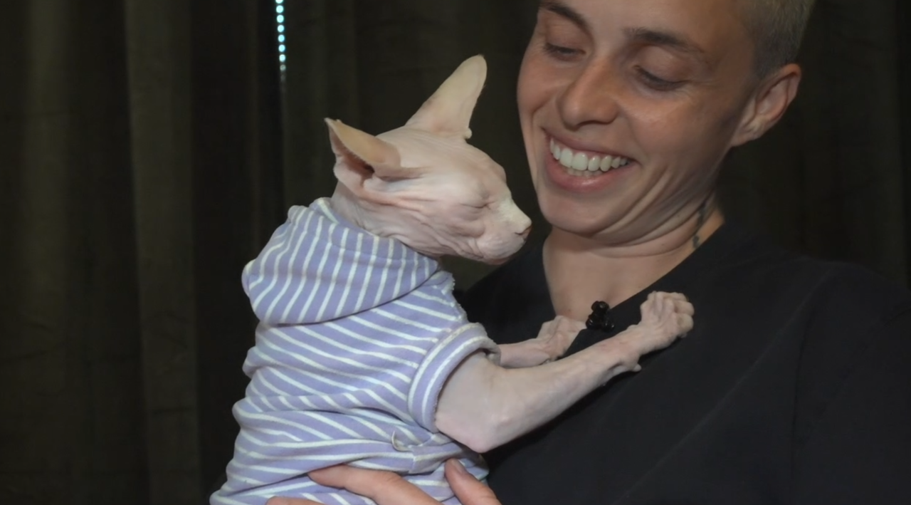Sphynx cat