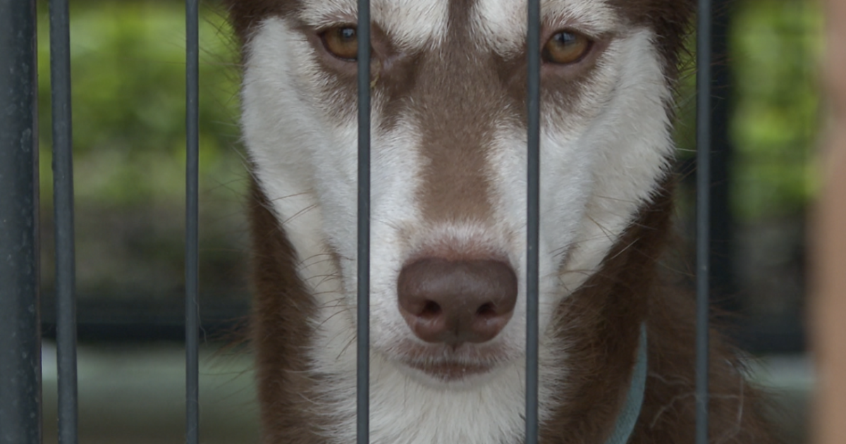 Husky breeder accused of animal abuse extradited back to Florida