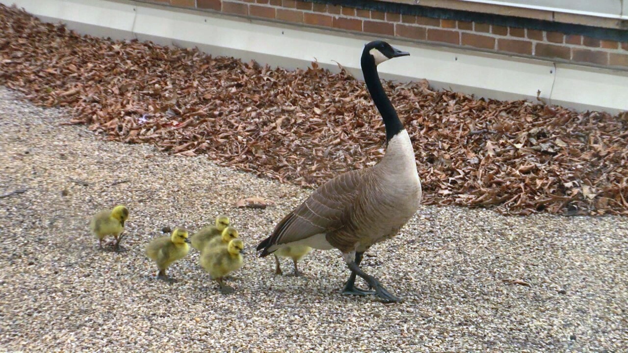 Gertie and Kids 1