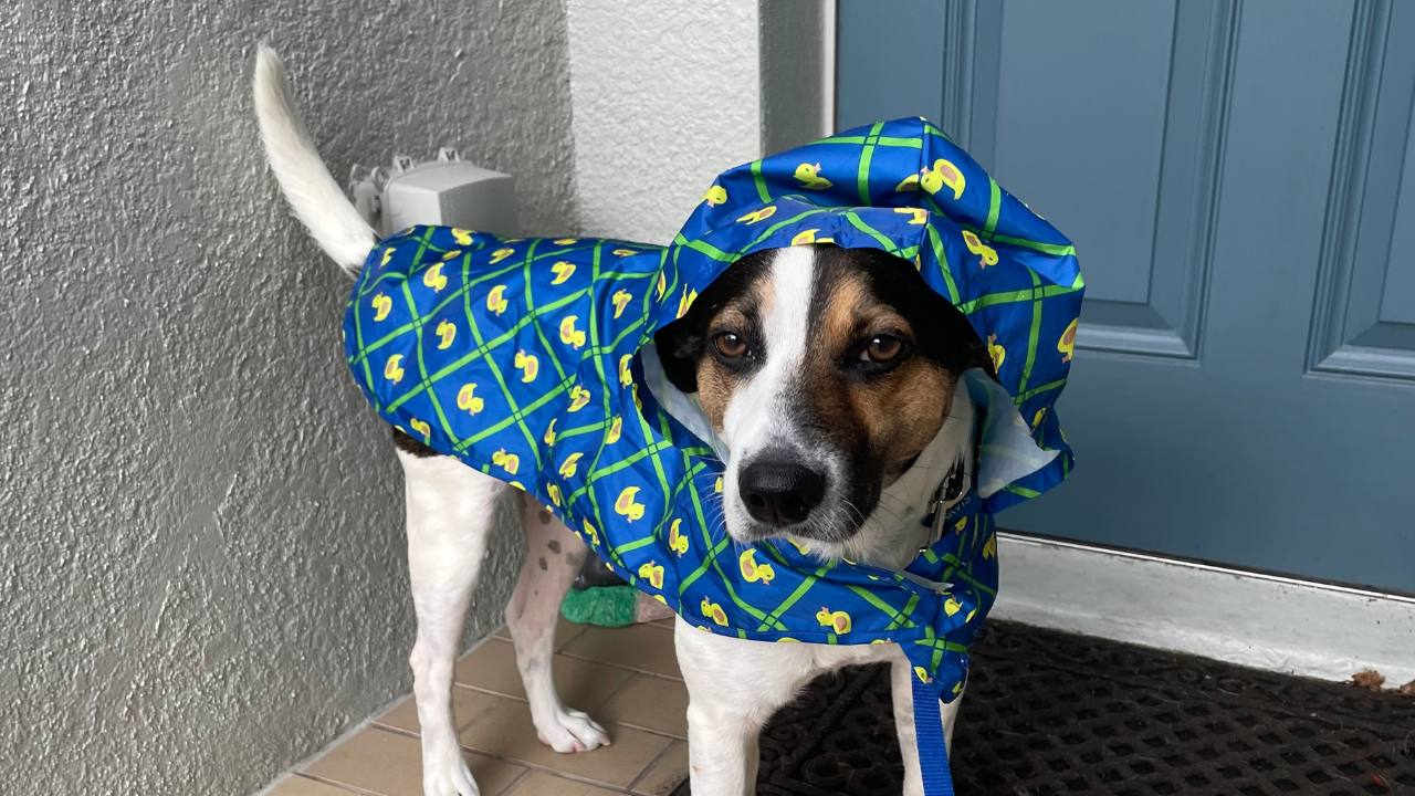 Tully's Tails Jarvis3.png