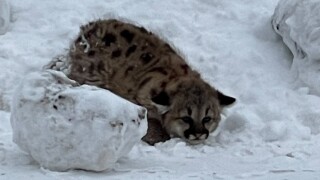 cougar cub - 3.jpg
