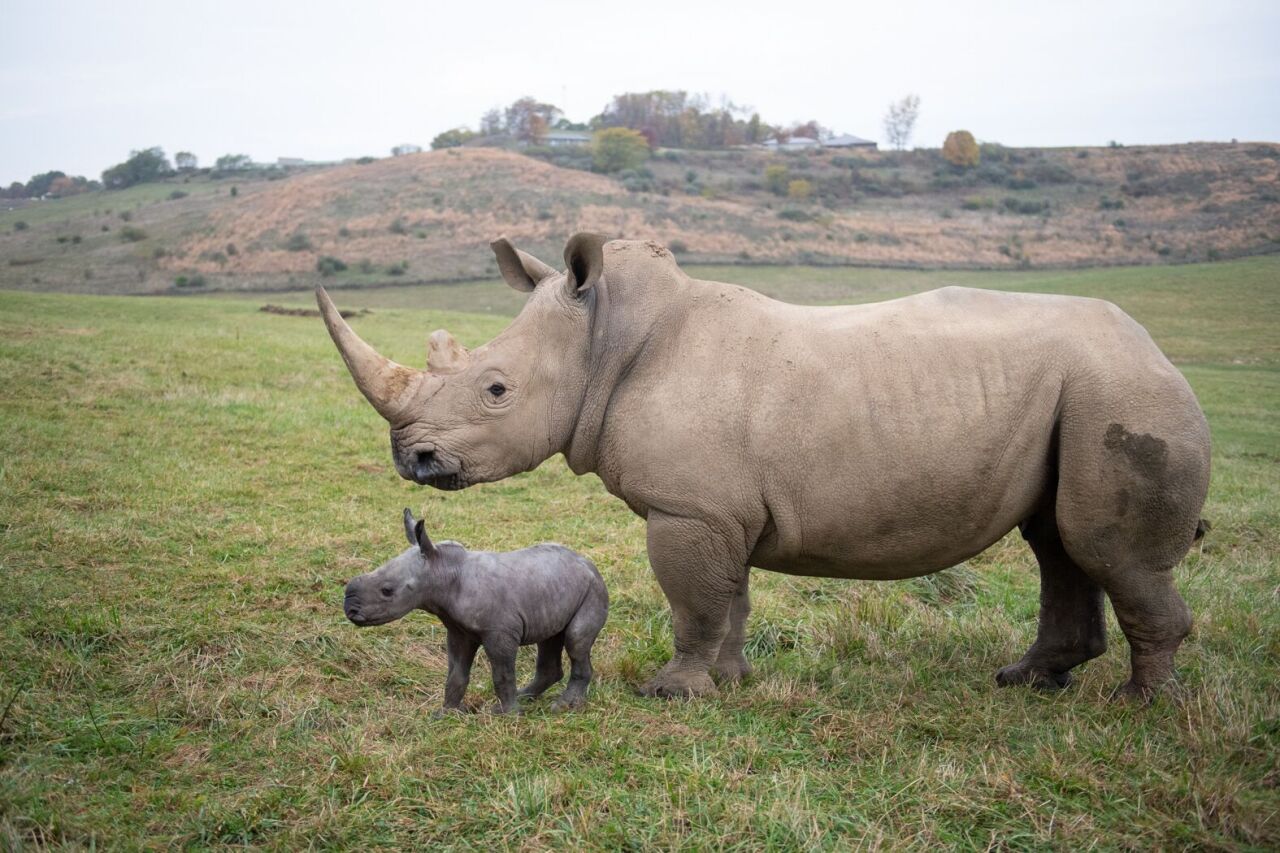 Agnes and Scout The Wilds