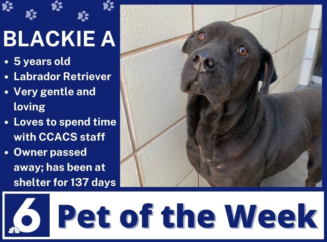 Blackie: Pet of the Week 