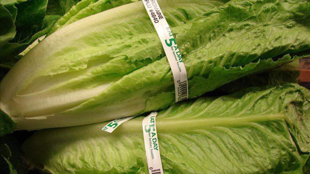 Officials Floridagrown romaine lettuce is safe to eat