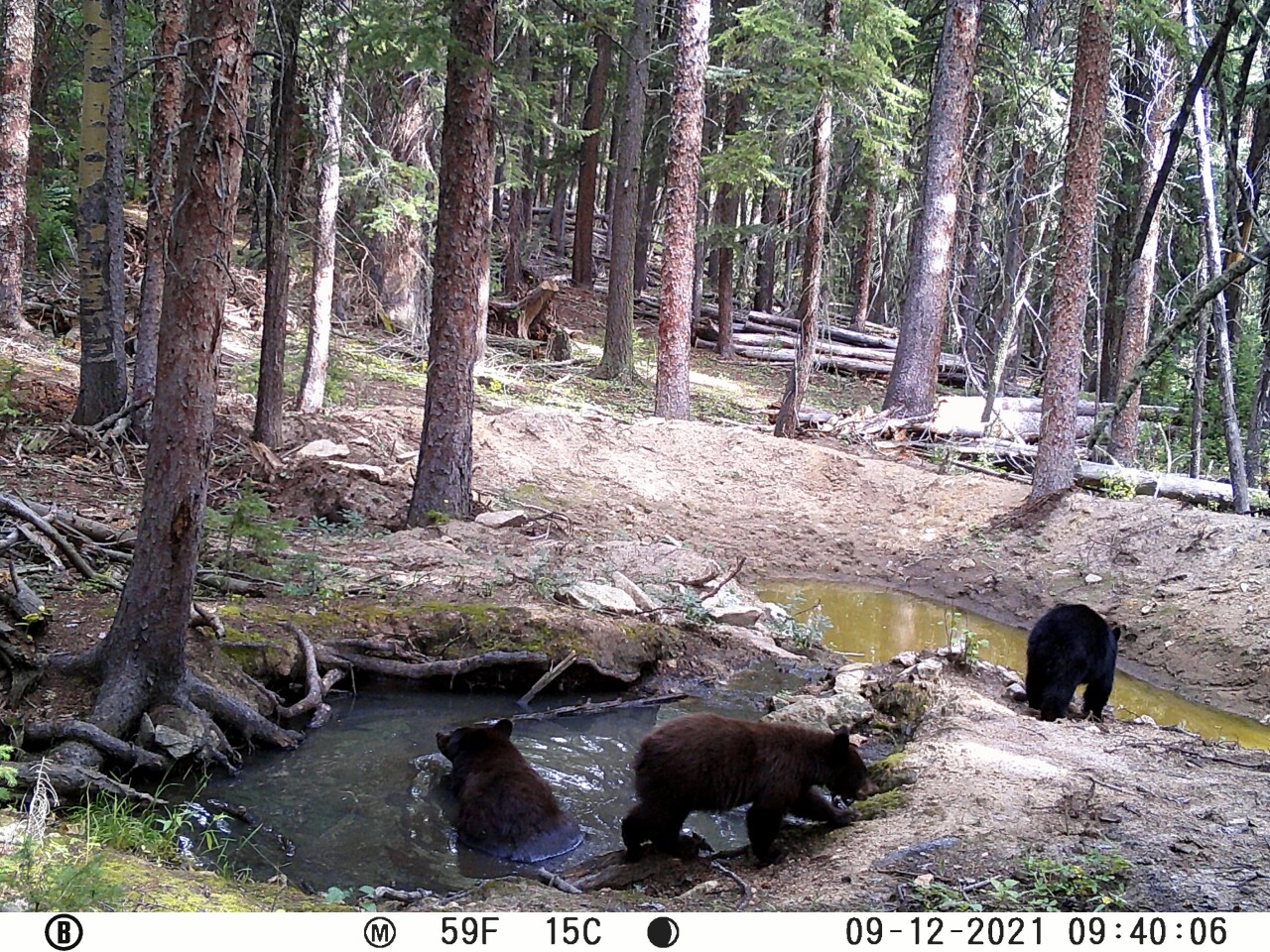 Trail cam photo from Mount Tom Conservation Corridor_Cappello (3).jpg