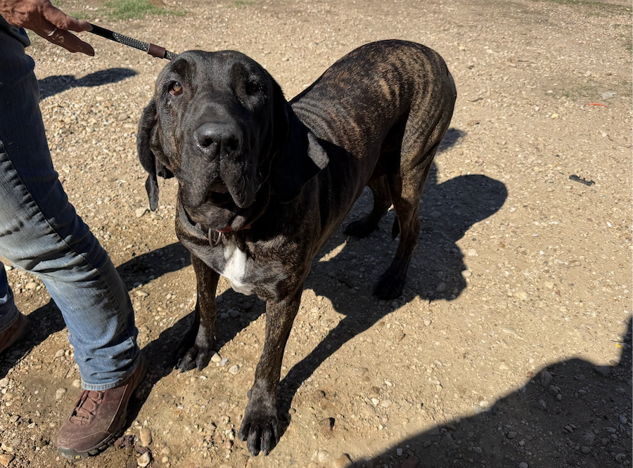 Rescued from the rescue: 97 Milam County Dogtown dogs get a new start with Brandywine Valley SPCA