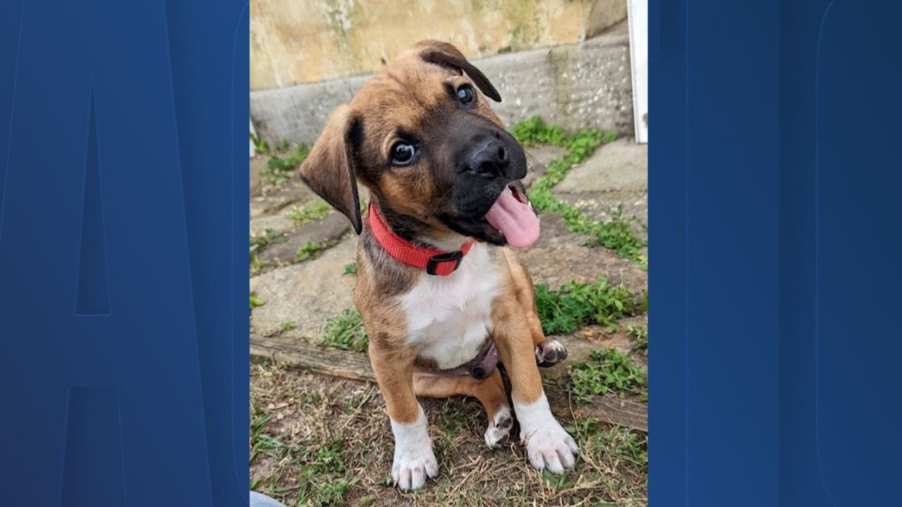 Rescues in Action: Marshall