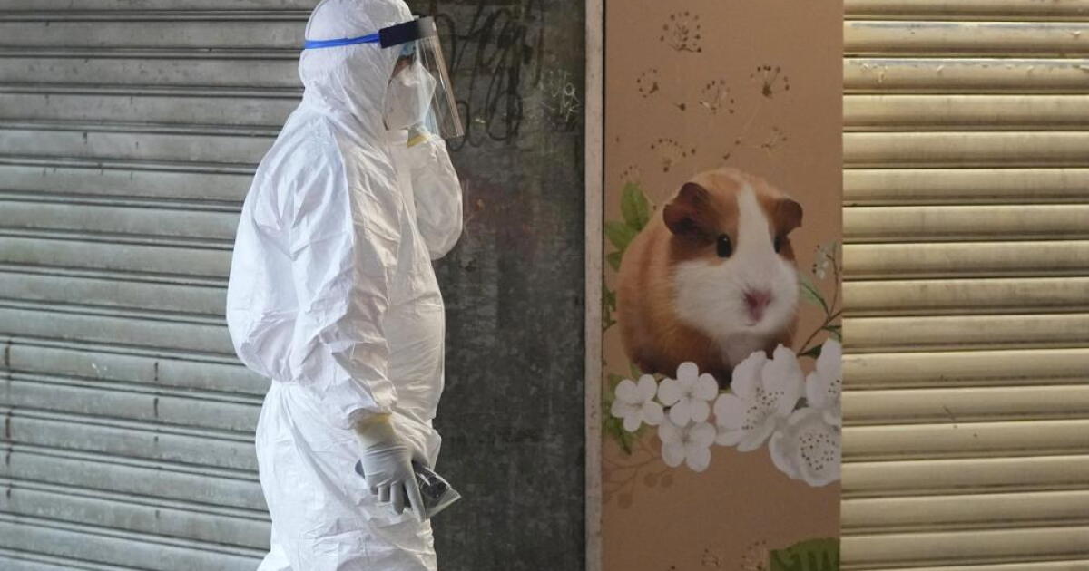 Hong Kong to kill 2,000 animals after hamsters get COVID-19 - Vimarsana News