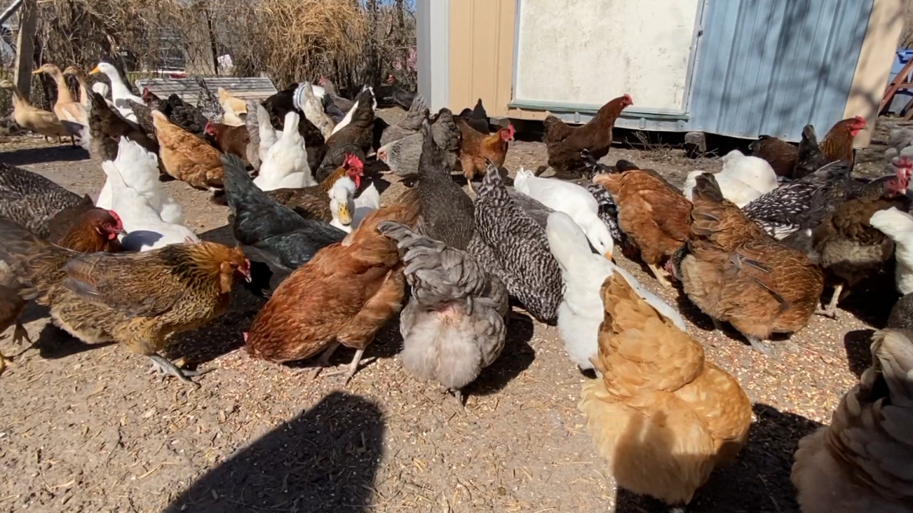 chickens.png