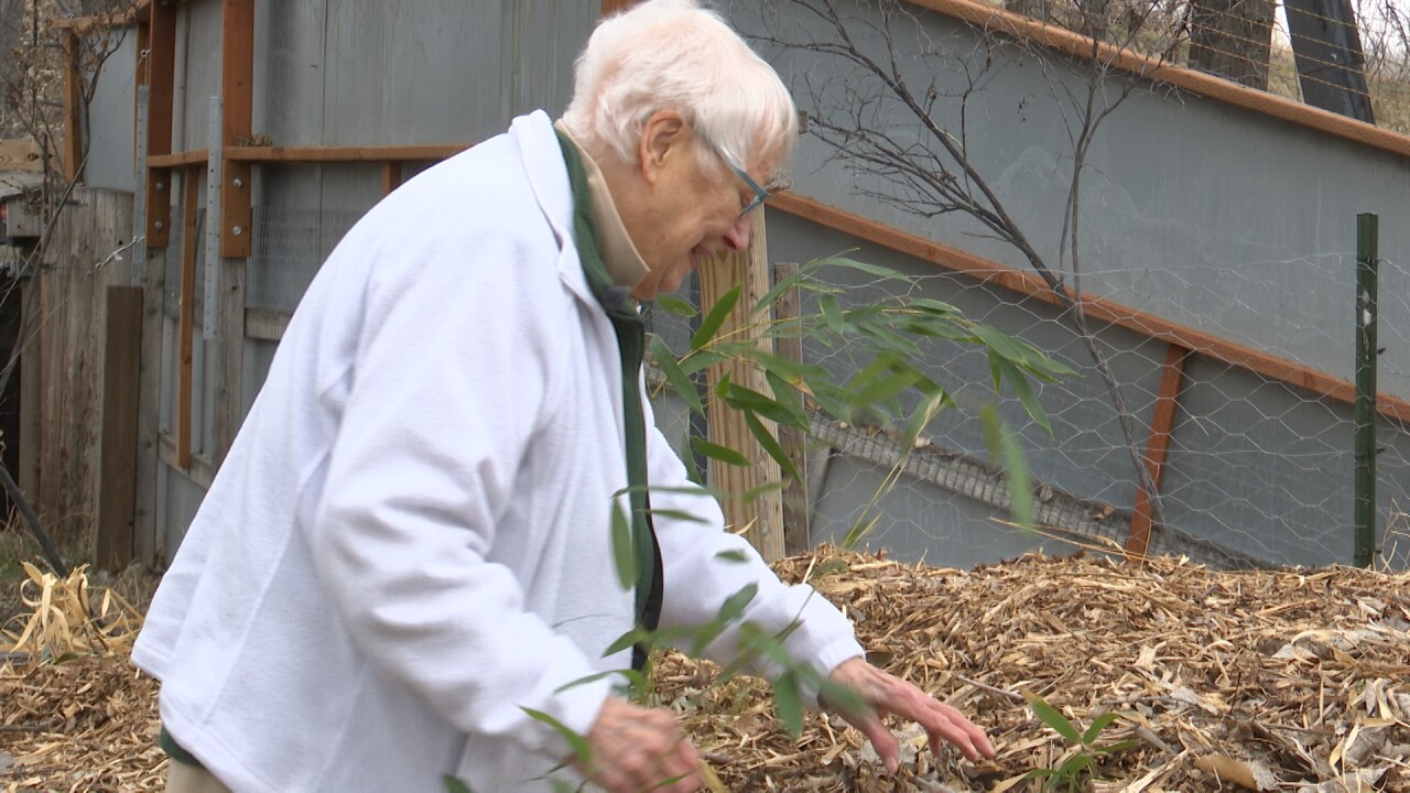 Mary Alice Spencer tending to the bamboo garden at ZooMontana