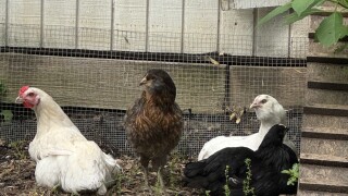 IMG_8281.jpeg
