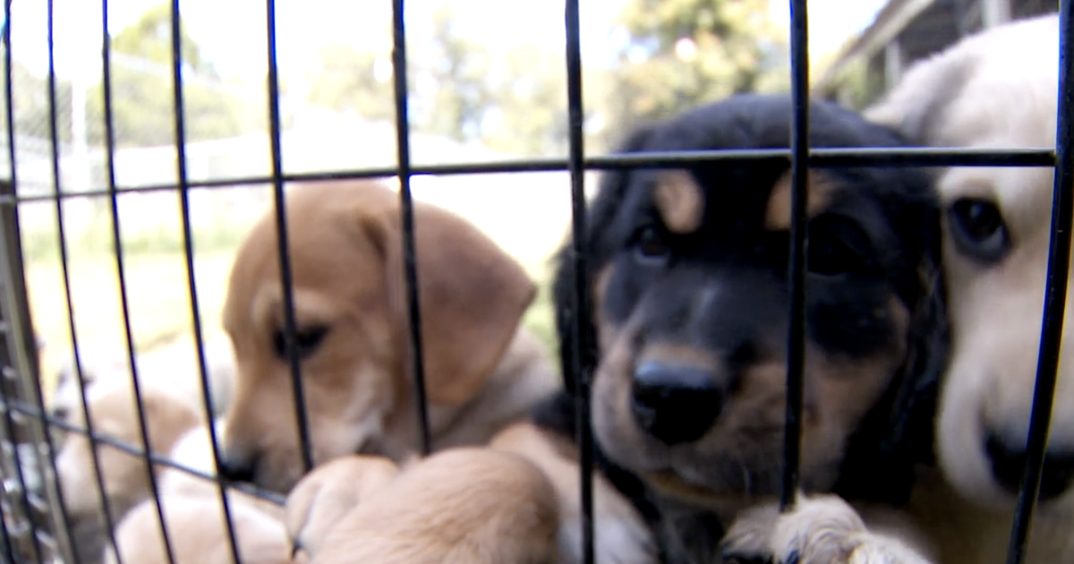 Muskegon dealership to hold pet adoption event this weekend - Vimarsana News