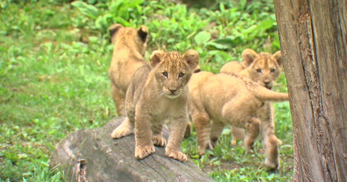 'The Fab Four of Buffalo': the Buffalo Zoo names its four new lion cubs - Vimarsana News