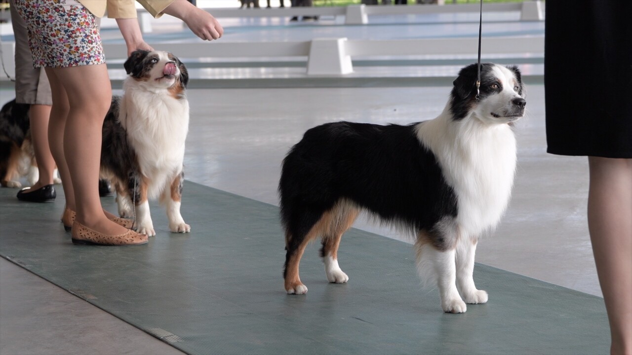Missoula Dog Show