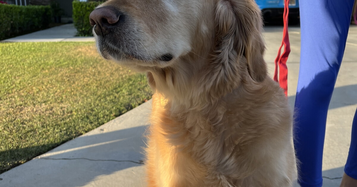 Family escapes fire thanks to loyal dog