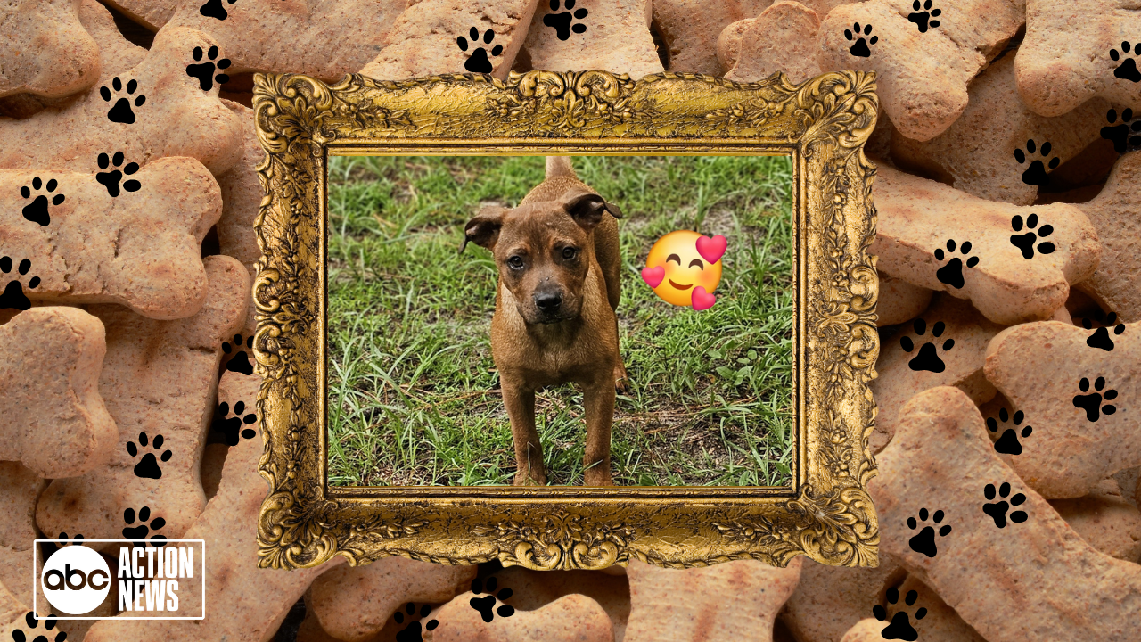 Rescues in Action Dominic