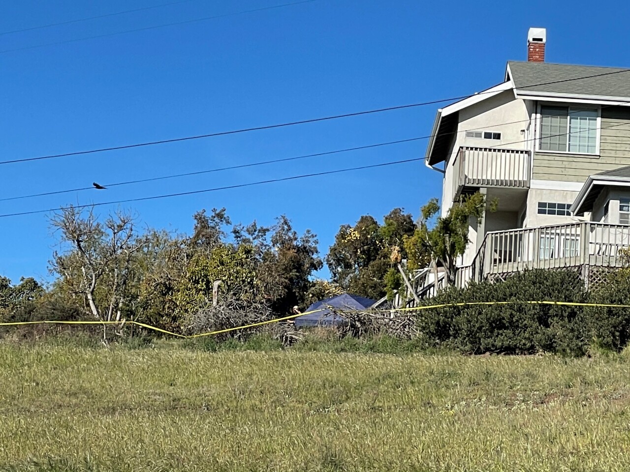 flores search day 2.jpg